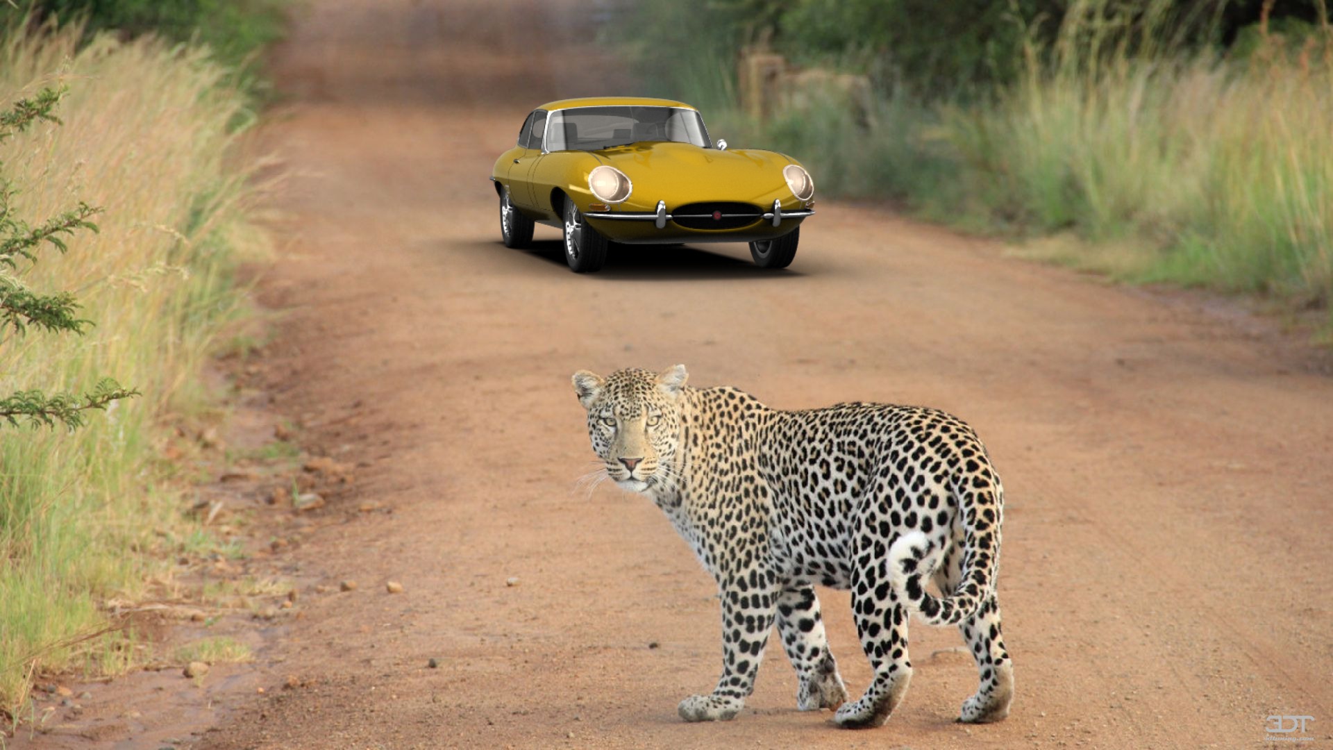 Jaguar E-Type Coupe 1962 Bilder