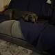Doglover27