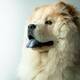 ChowChow